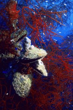 Clams in Red Wire Coral,  on the Fumitsuki in Truk Lagoon by Eric Bancroft 